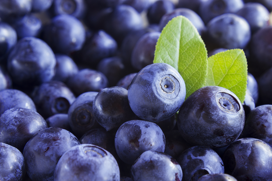 Bilberry Extract