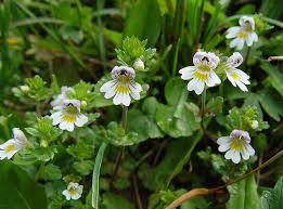 Eyebright