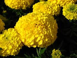 Lutein